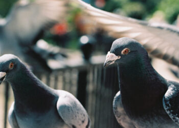 Pombo é sinal de sujeira? Veja o que a ciência diz sobre a ave urbana mais polêmica