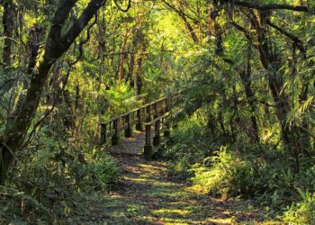 Foto: Denis Ferreira Netto/SEDEST-PR