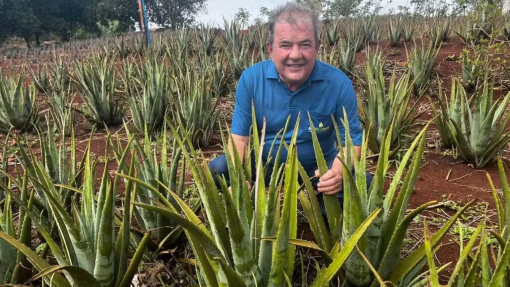 “Rei da babosa”: como o gel da aloe vera virou adubo que revitaliza lavouras