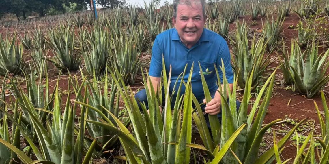 “Rei da babosa”: como o gel da aloe vera virou adubo que revitaliza lavouras