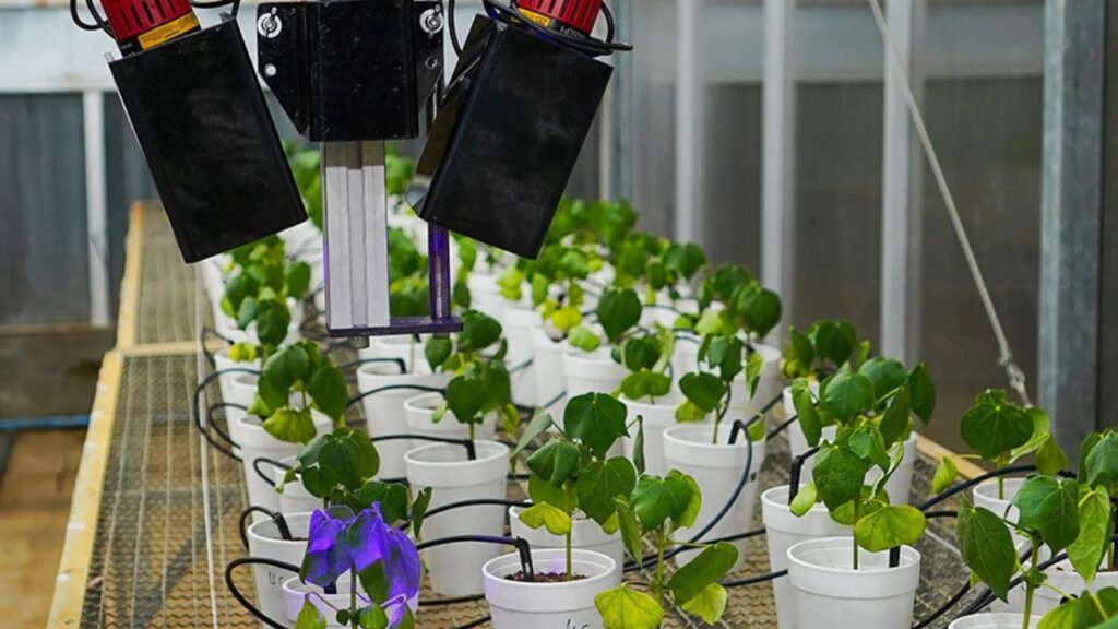 LumiBot: o robô brasileiro que detecta doenças invisíveis no campo