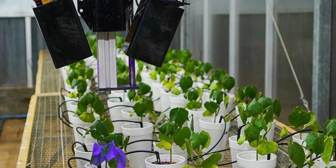 Foto: Wilson Aiello/Embrapa