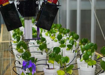 Foto: Wilson Aiello/Embrapa