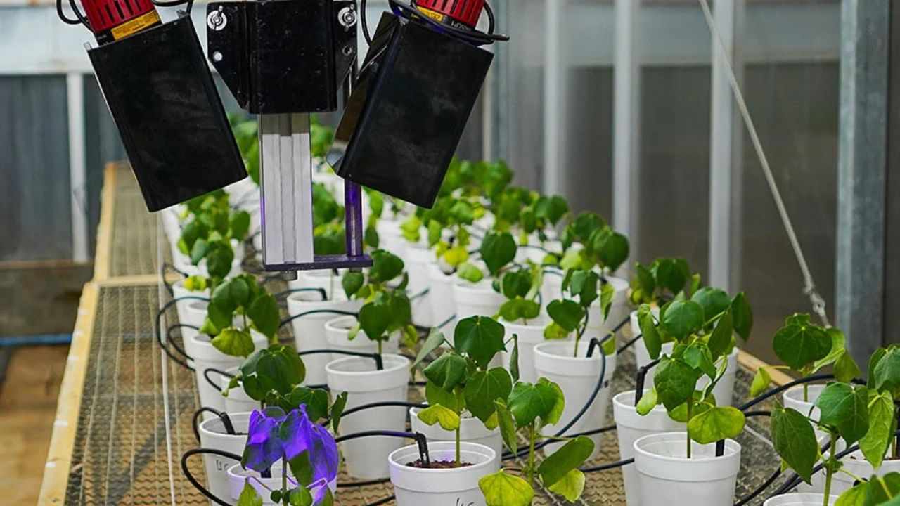 LumiBot: o robô brasileiro que detecta doenças invisíveis no campo