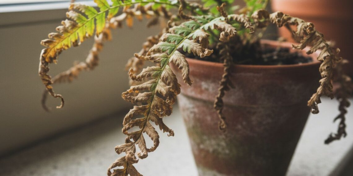 Imagem: Agronamidia
