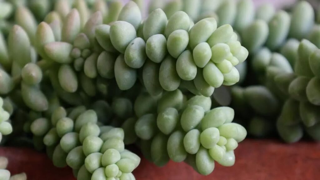 A Sedum burrito transforma qualquer espaço com suas “tranças” de verde