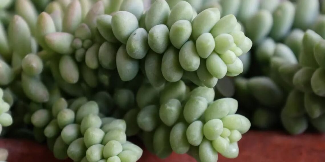 As folhas carnudas e compactas do Sedum burrito formam cachos pendentes que lembram pequenas contas verdes. O tom verde-azulado e o toque aveludado realçam a beleza escultural dessa suculenta de textura ornamental. | Imagem: nca.cactus