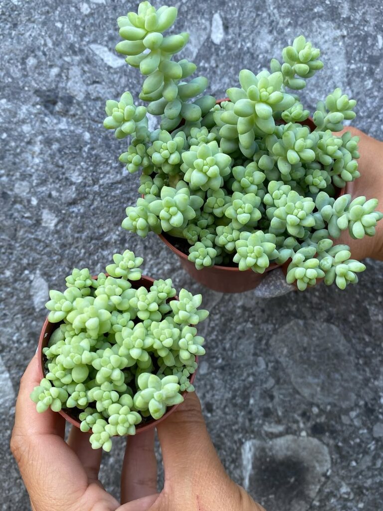 A Sedum burrito transforma qualquer espaço com suas “tranças” de verde