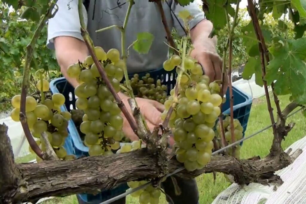 Vinícola Brasileira Alcança Pontuação Recorde em Concurso Internacional de Vinhos
