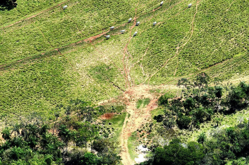 MPR aplica mais de R$ 19 milhões em multas contra desmatamento ilegal