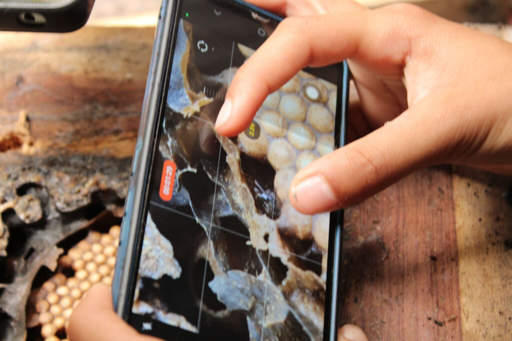 Com abelhas nativas, escolas do Paraná ensinam sustentabilidade na prática