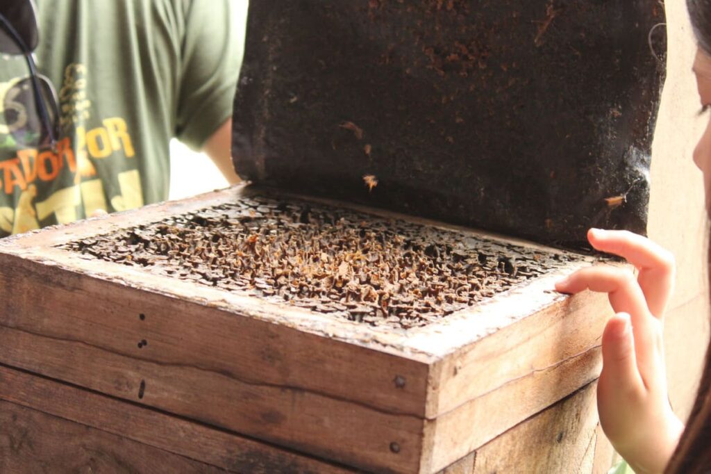 Com abelhas nativas, escolas do Paraná ensinam sustentabilidade na prática
