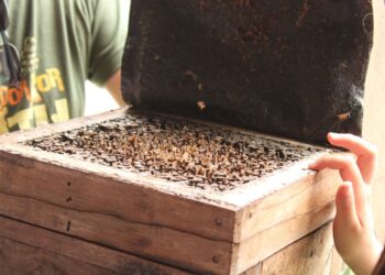 Com abelhas nativas, escolas do Paraná ensinam sustentabilidade na prática