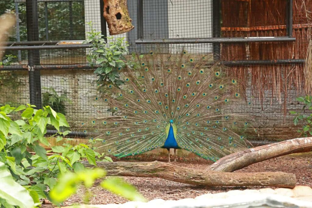 Zoológico de Cascavel recebe primeira licença ambiental e se consolida como referência em conservação
