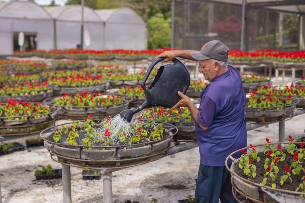 O Horto Municipal do Guabirotuba colore o Natal de Curitiba com milhares de flores