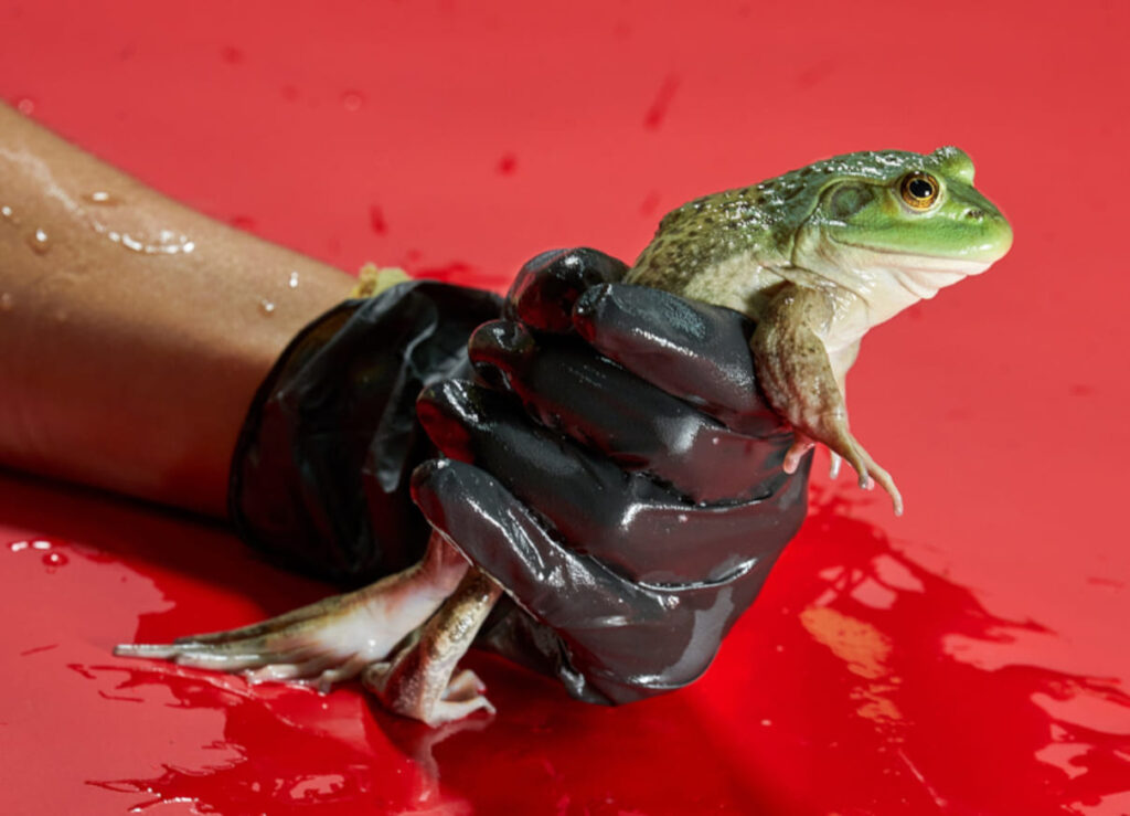 Mortal para anfíbios, linhagem de fungo surgiu no Brasil e se espalhou pelo mundo