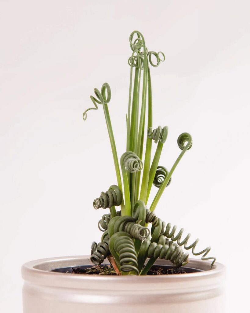 5 plantas diferentes para colecionar e admirar