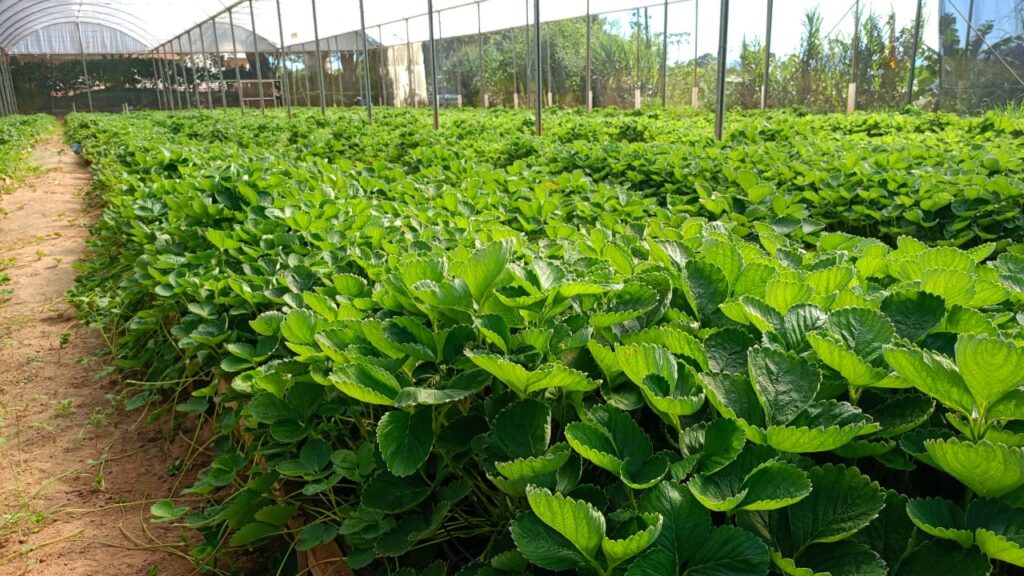 Fênix: a variedade nacional que revoluciona a produção de morangos no Brasil