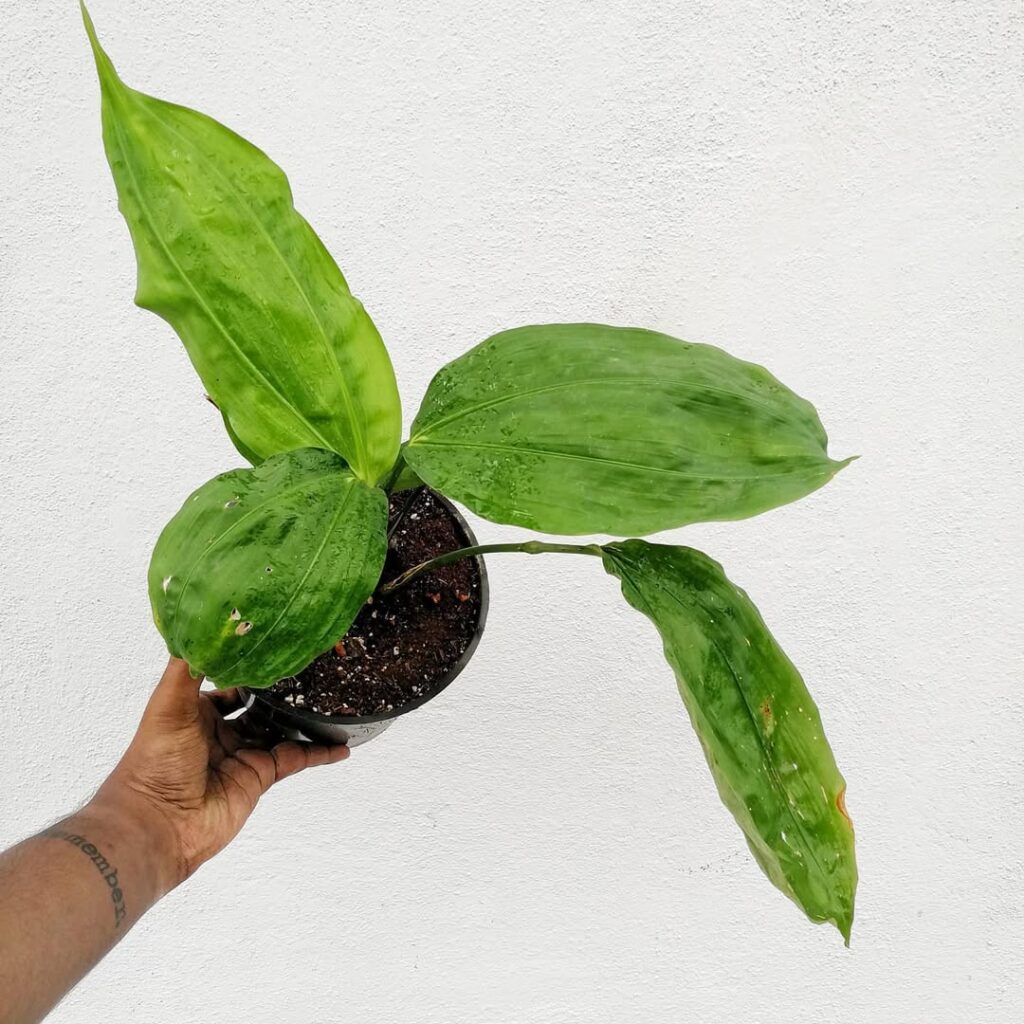 Plantas brasileiras que merecem mais destaque