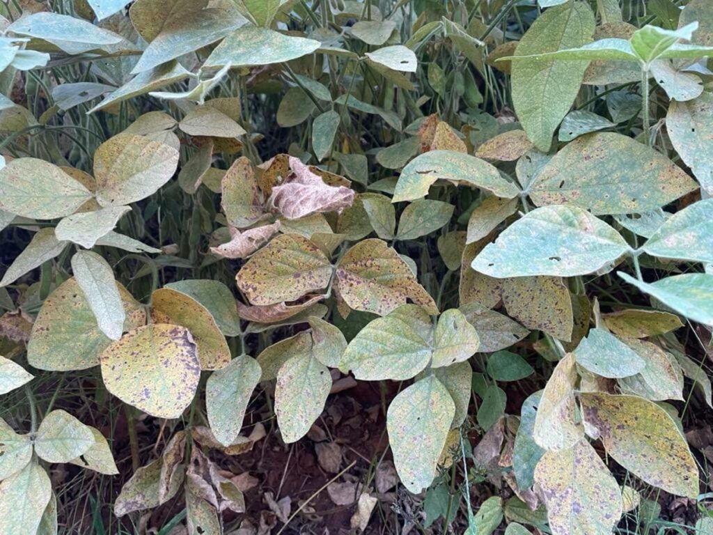 Ferrugem asiática reaparece no início da safra 25/26