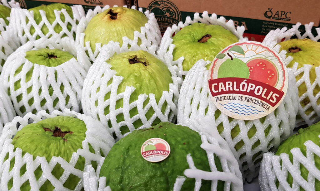 Produtores de Carlópolis celebram marco histórico com a primeira exportação direta de goiaba para a Europa