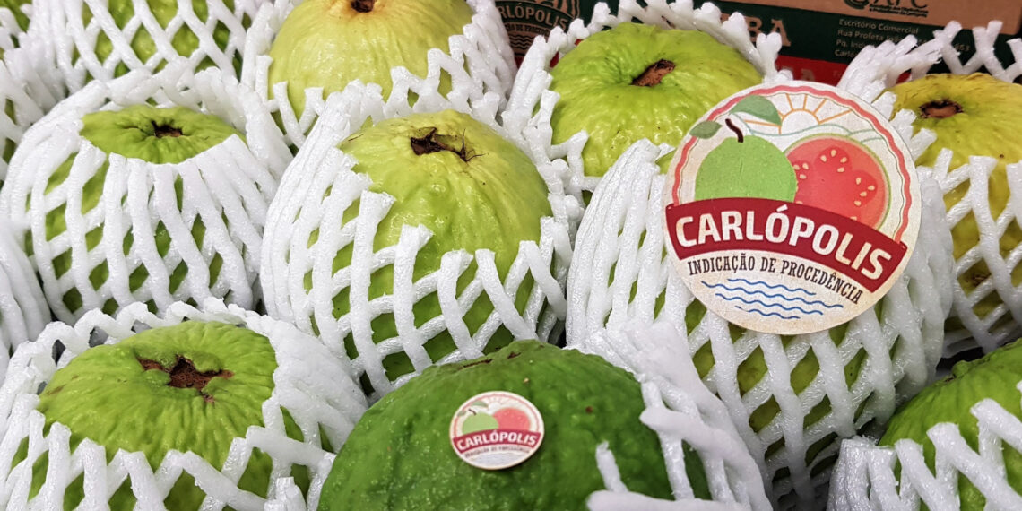 Produtores de Carlópolis celebram marco histórico com a primeira exportação direta de goiaba para a Europa