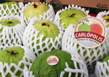 Produtores de Carlópolis celebram marco histórico com a primeira exportação direta de goiaba para a Europa
