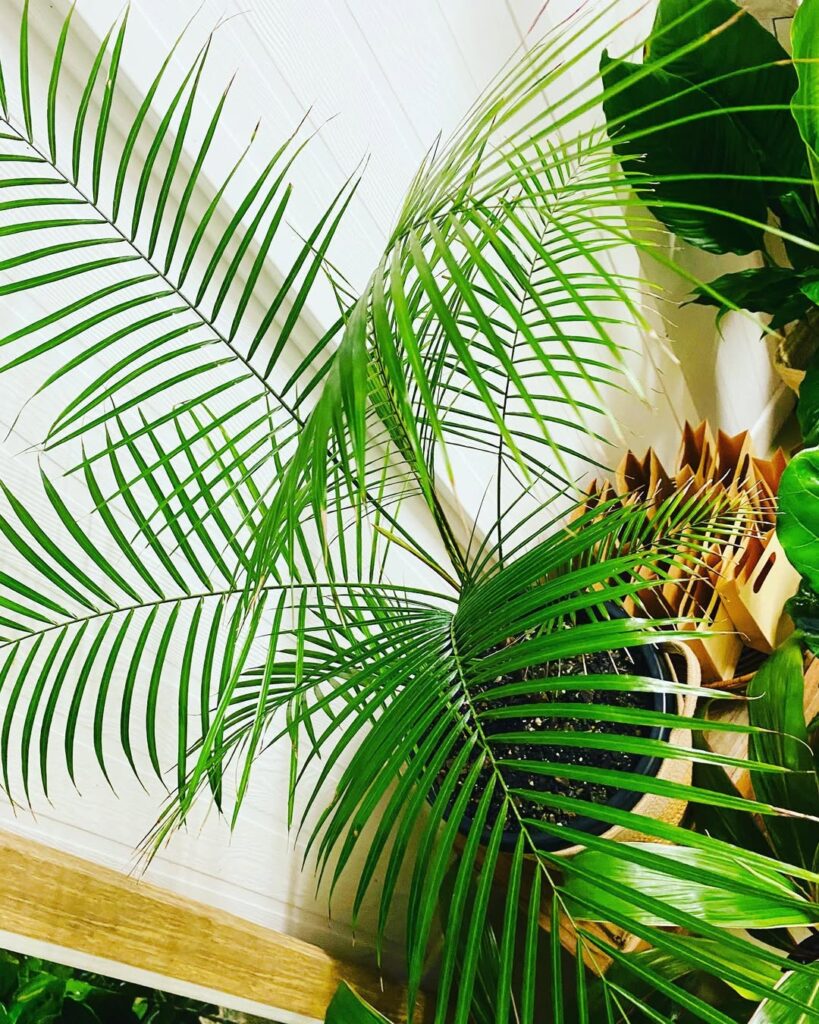 Lytocaryum weddellianum: a palmeirinha que virou desejo no paisagismo contemporâneo