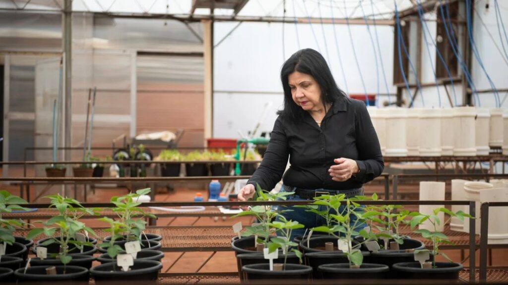 Brasil celebra Mariangela Hungria, referência internacional em microbiologia do solo