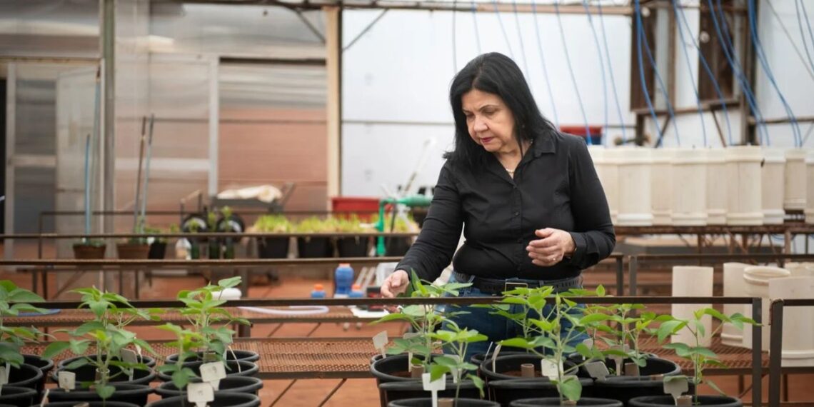 Foto: Gerardo Lazzari /Embrapa