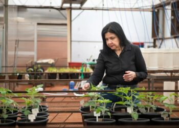 Foto: Gerardo Lazzari /Embrapa