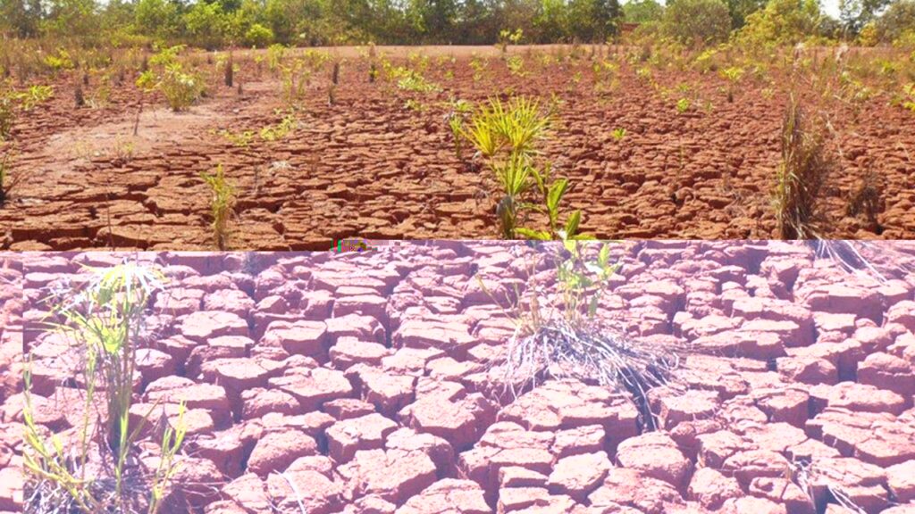 Novo bioinsumo brasileiro acelera restauração de áreas degradadas