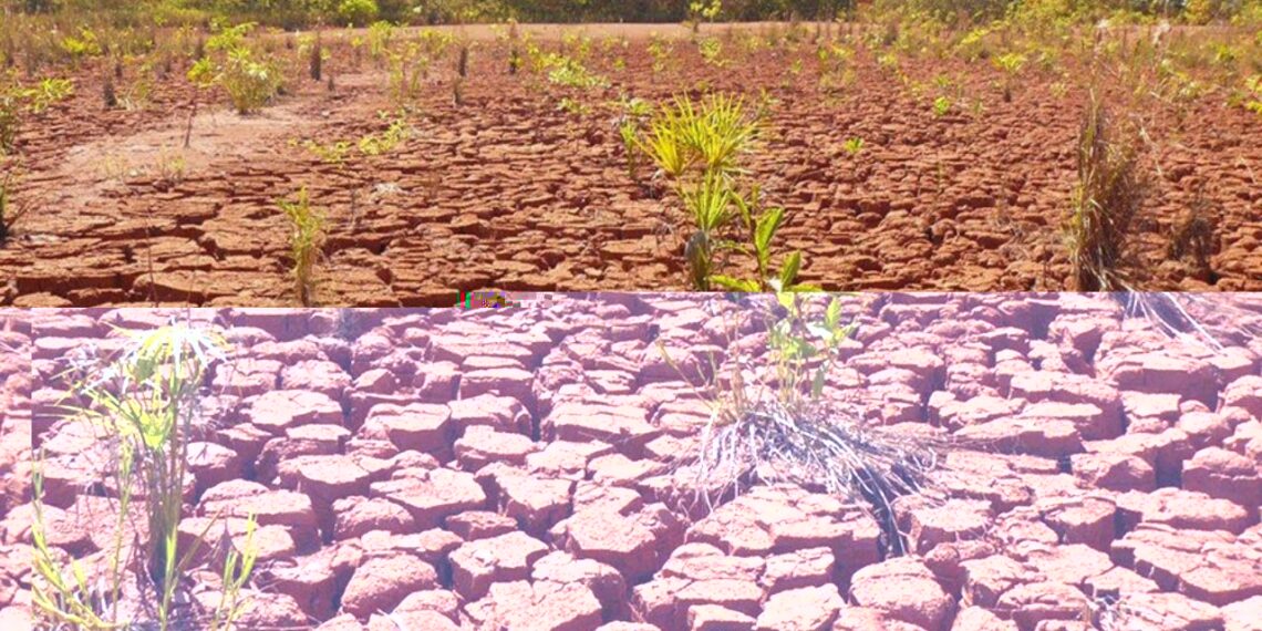 Foto: divulgação - Embrapa/Sérgio Miana de Faria