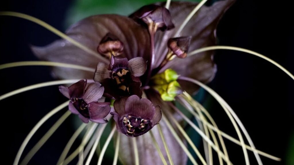 5 plantas diferentes para colecionar e admirar