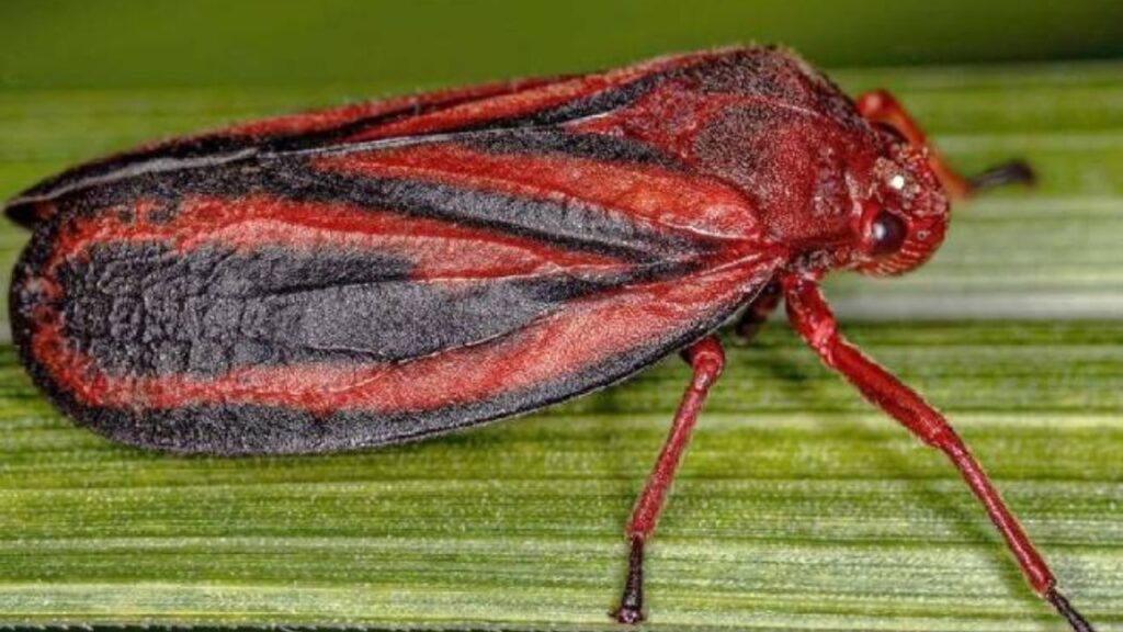 Nova cigarrinha-da-raiz desafia lavouras de cana-de-açúcar no Brasil