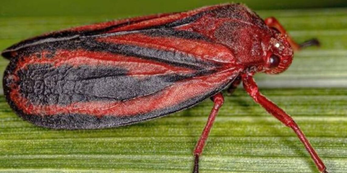 Mahanarva spectabilis em vista lateral. Crédito: Rodrigo Souza Santos Samara Araújo da Silva