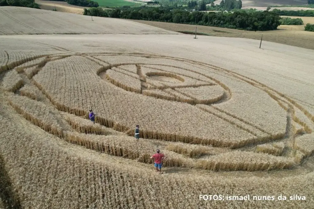 Círculos misteriosos ressurgem em plantação de trigo no interior de Santa Catarina