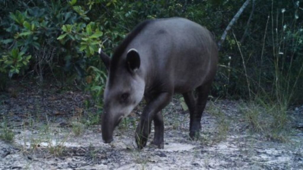 O sumiço silencioso da anta-brasileira na Mata Atlântica