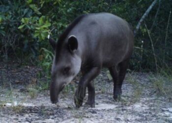 (foto: André Regolin/CBioClima)