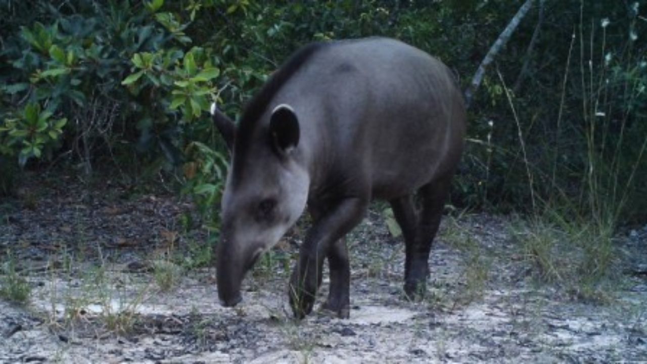 O sumiço silencioso da anta-brasileira na Mata Atlântica