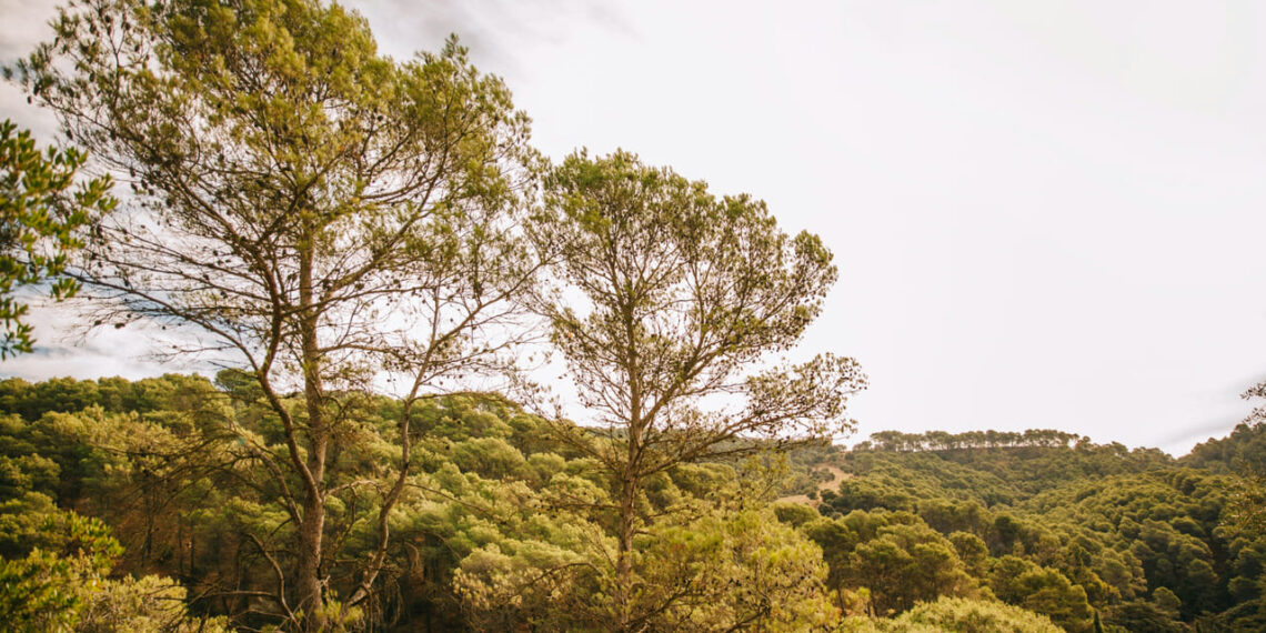IBGE redesenha o mapa natural do Brasil com foco nos biomas