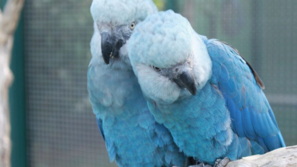 ICMBio confirma circovírus em 11 ararinhas reintroduzidas na Caatinga