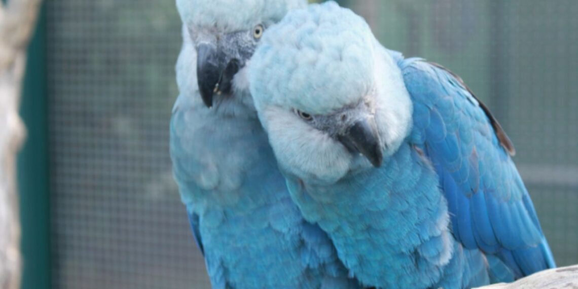 Agência Gov | Via ICMBio