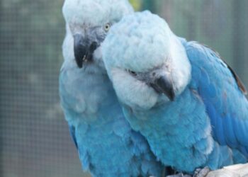 Agência Gov | Via ICMBio