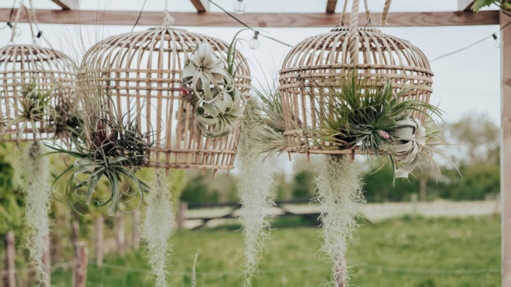 Barba‑de‑velho: a epífita aérea que purifica o ambiente e encanta pela leveza