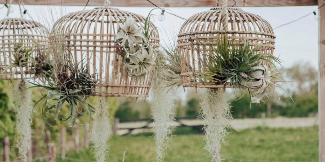 Barba‑de‑velho: a epífita aérea que purifica o ambiente e encanta pela leveza