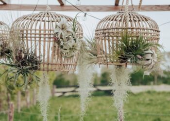 Barba‑de‑velho: a epífita aérea que purifica o ambiente e encanta pela leveza