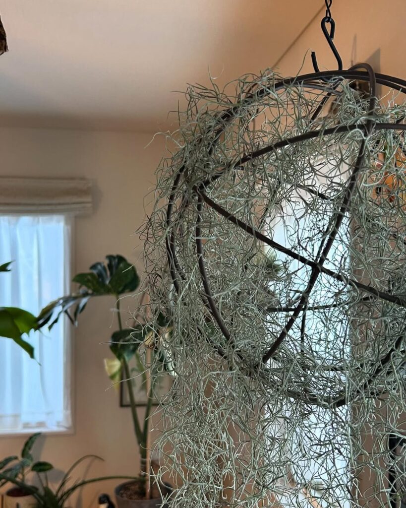 Barba‑de‑velho: a epífita aérea que purifica o ambiente e encanta pela leveza