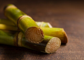 Nematoides na cana-de-açúcar: praga invisível pode derrubar metade da produção