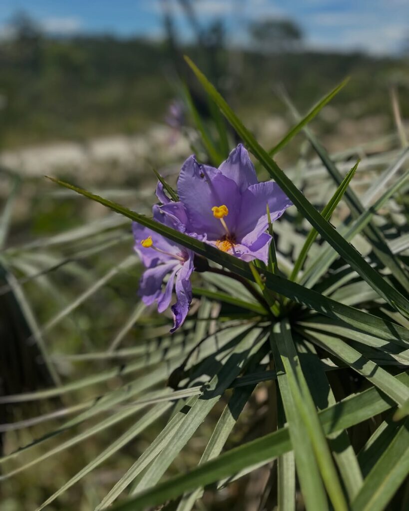 Plantas brasileiras que merecem mais destaque